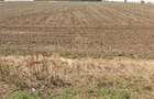 Teren 1.5 Ha Belciugatele - Deschidere DN3 - 1