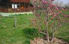 Casa + teren vanzare com. Barla jud. Arges - 7