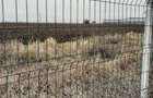 Teren, zona industriala, in Domnesti. Tarlaua 7, depozitele Logistics Park, A1 - 5