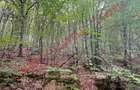 De vânzare pădure mixtă în Dalnic! - 3