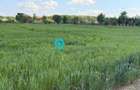 Teren Snagov - Cioflinceni | Drum amenajat | Aproape de Padure si Lac - 6