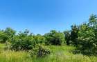 Lot pentru două case – Corbeanca Tamași - 13