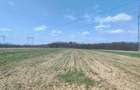 Casă + 2.760 mp teren aproape de Târgu-Jiu – liniște, spațiu și potențial! - 5