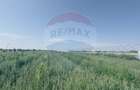 Teren agricol 16.750mp în Cârcea, imprejmuit, cultura capsuni, solarii - 5