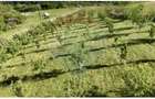 Teren  20.170mp   | Livada | Suncuius, Bihor - 8