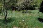 Cabana munte, 60 mp, zona iesire Praid - 4