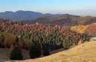 Teren la munte pentru cabanuta intre Breaza si Sinaia - 4