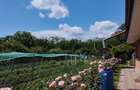 Vila, Republicii, Bacau - 10