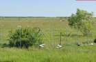 Vindem 10 Ha teren,fosta livadă de afine,Sintea Mare,Arad Oportunitate Unica - 5