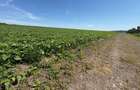 Teren intravilan, 758mp, 39m deschidere, platoul Beldiman! - 2