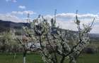 Teren cu livada 120 pomi,imprejmuit 33Ari,intravilan,zona Nasaudului - 3