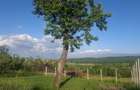Teren 809 mp intravilan zonă în plină dezvoltare în Tropinii Noi - 17