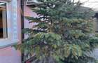 Casă 3 camere de vânzare în Palas – 92 mp utili, teren 200 mp - 11