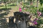 Vand casa in sag cu  gradina mare 277000 euro - 11