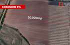 COMISION 0% Teren extravilan agricol 1 ha, Beregsau Mare - Pozitionare excelenta - 2