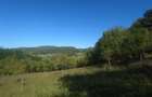 5,6 ha terenuri si padure in Criscior - 6