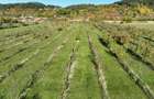 RECO, Teren cu livada de ciresi, Zona Auseu, Bihor - 9