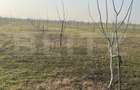 Ferma de nuci - teren agricol, zona Ivesti