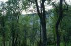 10 hectare teren plus casa la munte in Buces, Hunedoara - 9