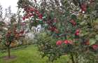 Casă individuală 5 camere cu garaj curte si gradină Șura Mare - 16