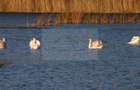 Reședință exclusivistă cu deschidere la Lacul Scroviștea - 12