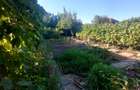 Casă, gradină, teren mare - Palazu Mare - 4