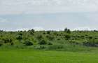 Teren Extravilan de Vanzare, zona Episcopia, Oradea, judetul Bihor - 3