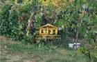 Casă cu teren 1.149 mp, vie și pomi fructiferi Nicolae Bălcescu - 4