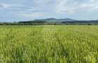 Teren -4.300 mp - Arabil - Chintelnic - 5