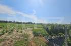 Teren extravilan 14.000 mp, Drâmbar – Ciugud | solarii, fotovoltaice - 13