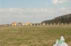Teren 27000mp langa Padurea Baneasa Bucuresti - 3