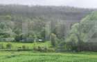 PADURE SALCAM, 120000mp, BRADESTI - 2