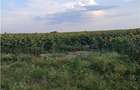 Otopeni-Str.Dr.Garii Balotesti-11.700mp-front 37ml-Ideal Investitie - 7