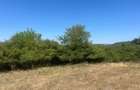 RECO Teren extravilan Holod 27400 mp - 3