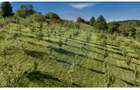 Teren  20.170mp   | Livada | Suncuius, Bihor - 3