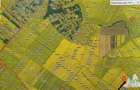 Oferim spre vanzare 6 loturi de teren extravilan (agricol) in Petrachioaia ILFOV - 2