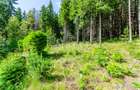Casa 3 camere, 840 mp teren care include padure, Paltinis - 17