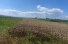 Teren intravilan, 10000mp, zona Maneuti, Radauti