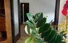 Apartament Interbelic cu Terasă, Cartierul Armenesc - 6
