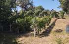 Teren intravilan 2828 mp+autorizatie casa-anexe-livada-Dorolea - 6