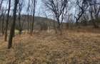 Teren de vanzare intravilan, 10 000 Mp , Sighisoara - 5