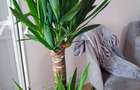 Inchiriere garsoniera City Park Mall termen lung - 10
