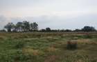 Teren intravilan in Delta Dunarii, C.A. Rosetti - Cardon - 9