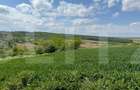 Teren extravilan 6.800 mp – Zăicești – Oportunitate investiție - 1