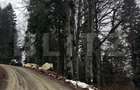 Teren unic, exclusivist  4000 mp, in inima muntilor, Sinaia - 13