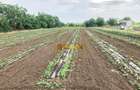 De vanzare ferma Calarasi in stare de conservare - sere - livada - 22