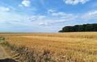 Vanzare teren Frumusani, 7.961 mp, D: 175 m, langa padure, comision 0% - 7