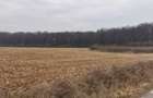 Teren Exclusiv 4.550 mp Ciolpani - Zona Narrative / Pădurea Snagov - 4