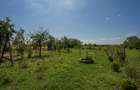 RACARI - DAMBOVITA, CASA PE PARTER 85 MP, LOT 2200 MP! - 23