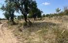 Teren intravilan 5744 mp Mosoaia-Prunilor - 2